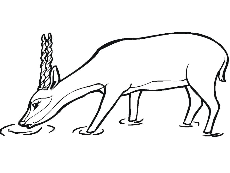 Oryx Antelope Coloring Page