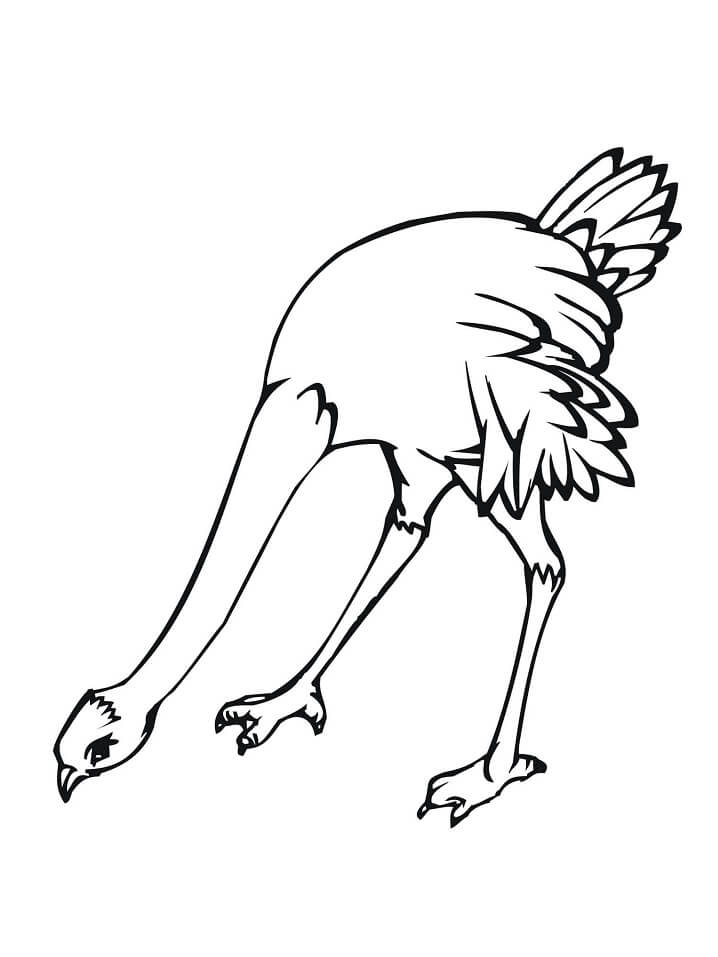 Ostrich 1 Coloring Page