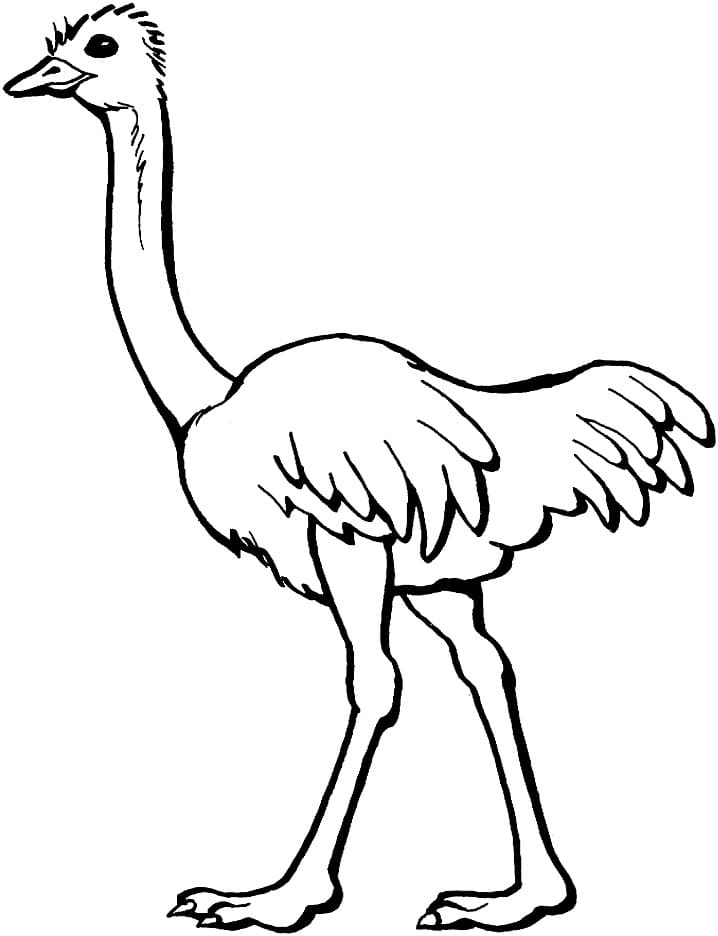 Ostrich 2 Coloring Page