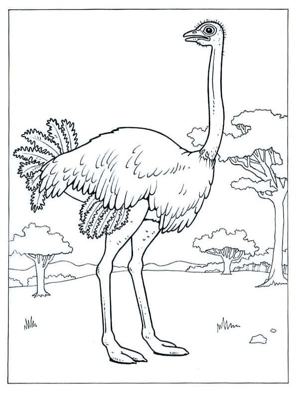 Ostrich 8 Coloring Page