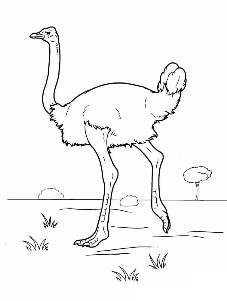 Ostrich 9 Coloring Page