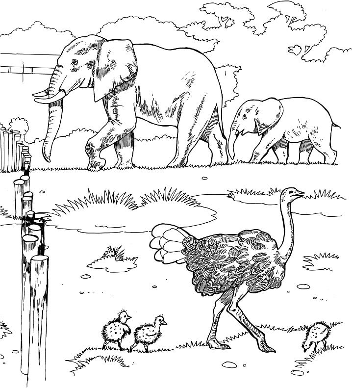 Ostrich in Zoo Coloring Page