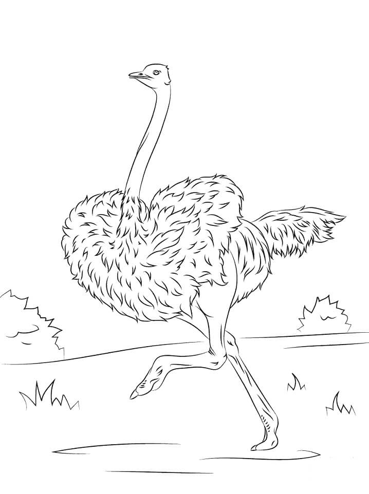 Ostrich is Running Coloring Page
