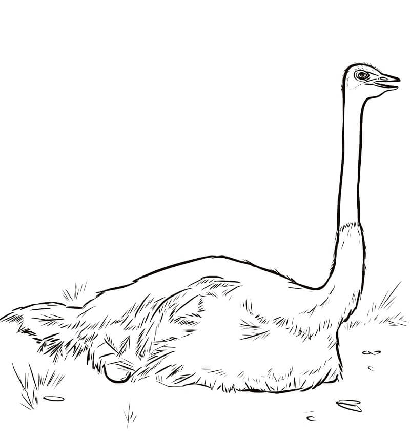 Ostrich Nesting Coloring Page