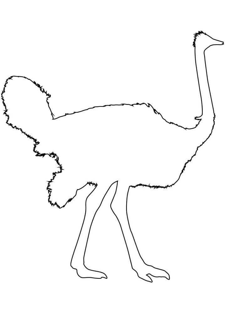 Ostrich Outline Coloring Page