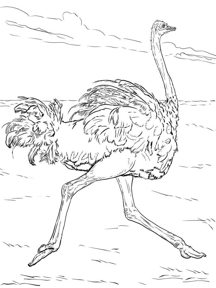 Ostrich Runs Coloring Page