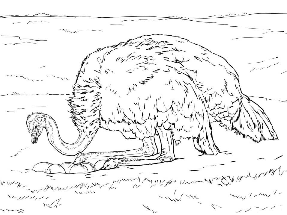 Ostrich with Eggs Coloring Page