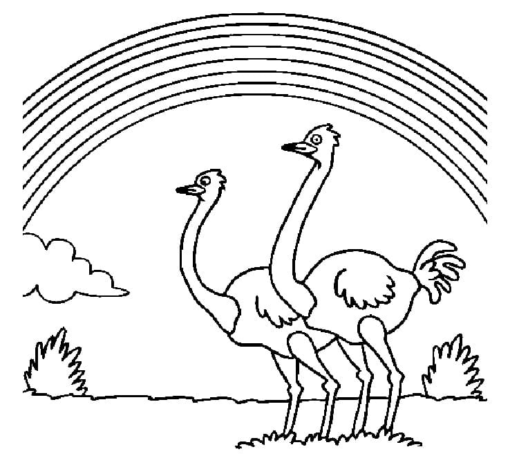 Ostriches and Rainbow Coloring Page