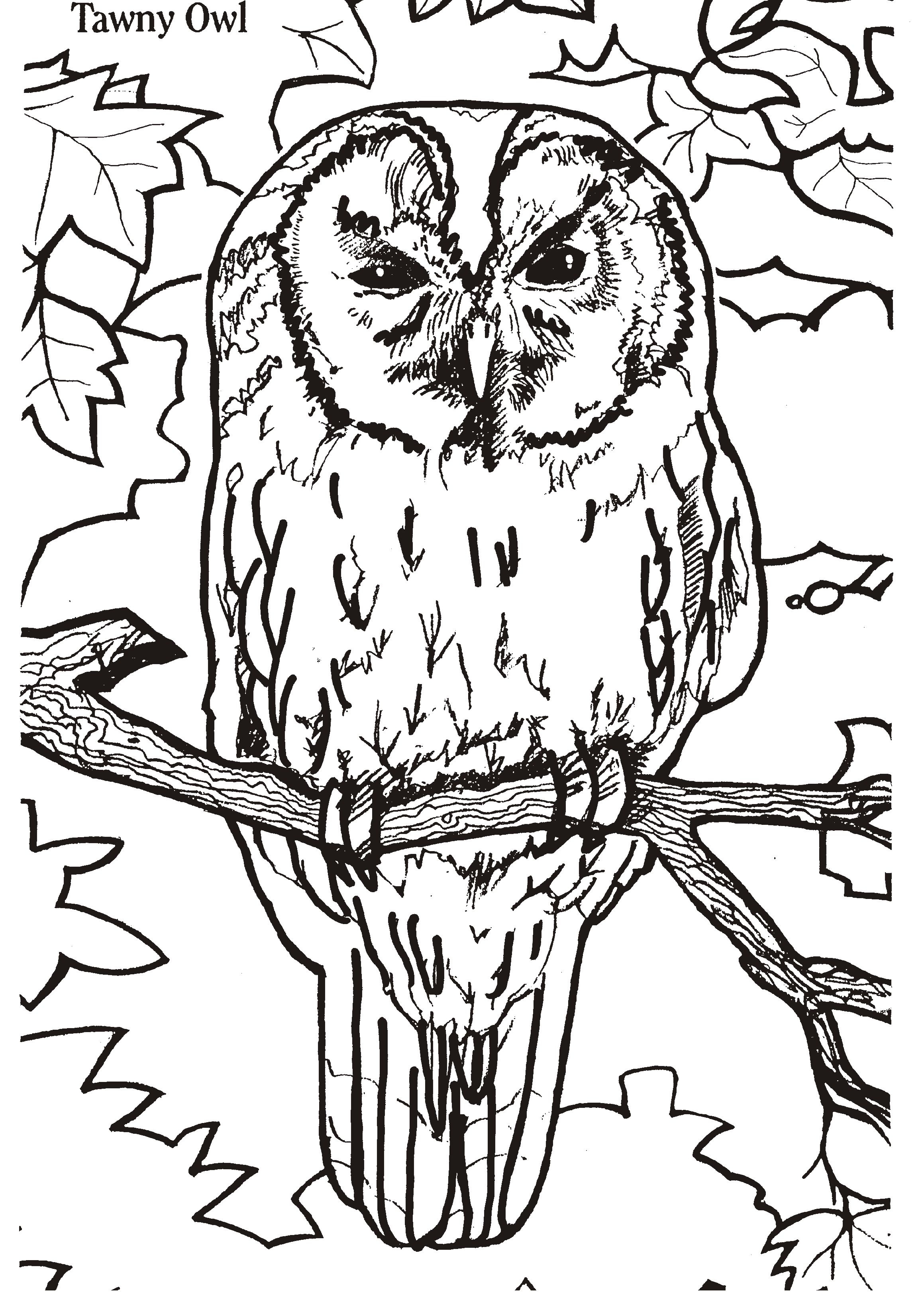 Owl Color Pages