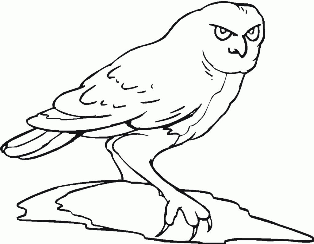 Owl Coloring Book Pages