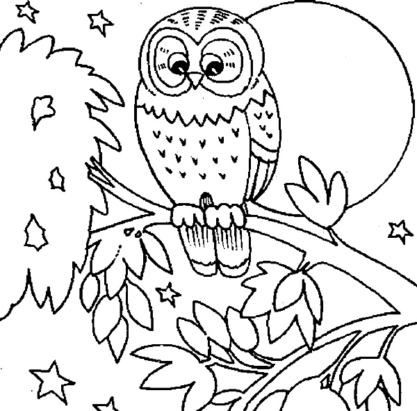 Owl In Tree At Night