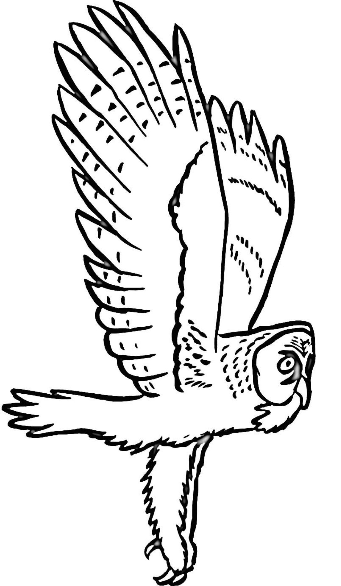 Owls Images