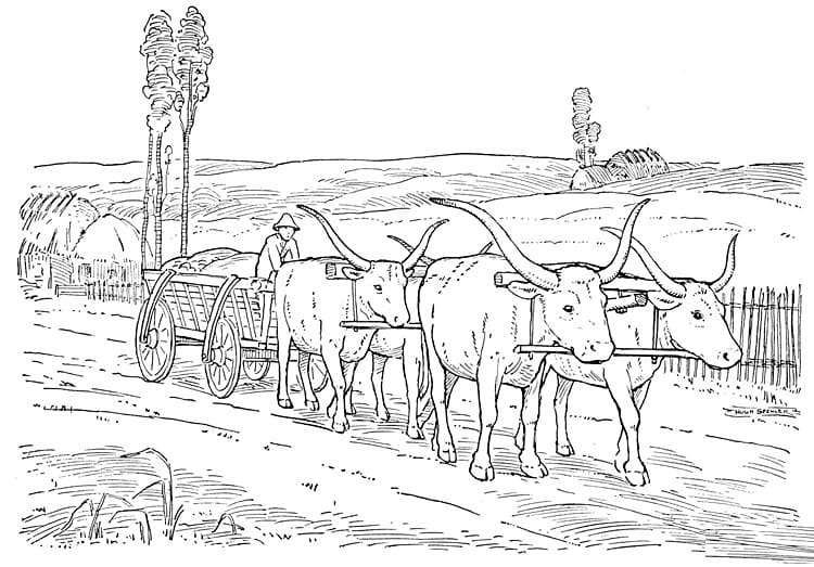 Oxen Pulling a Cart