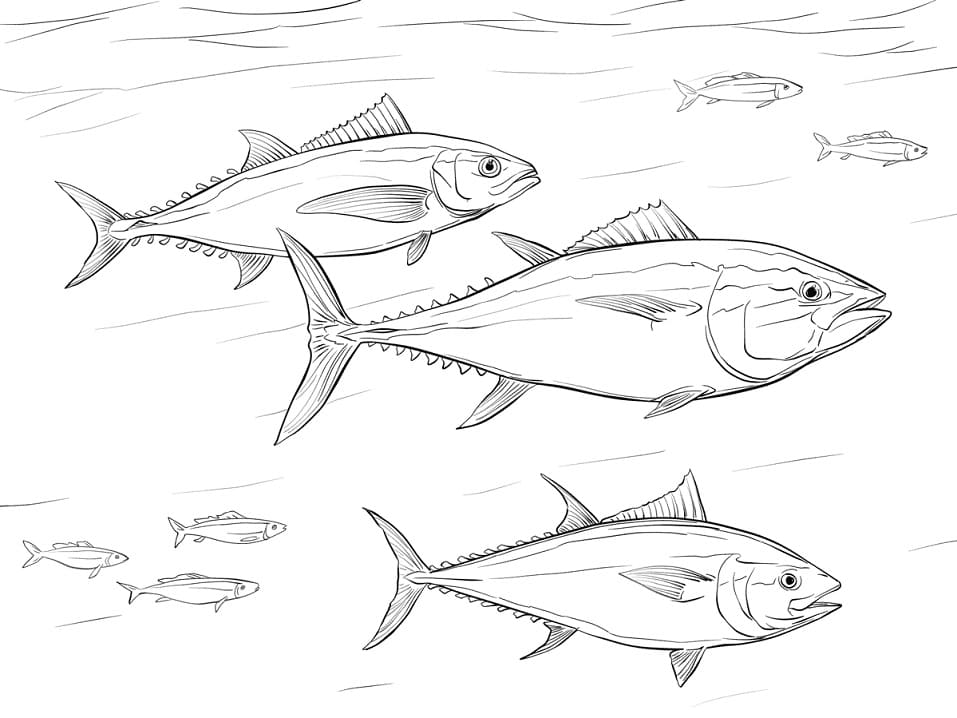 Pacific Bluefin Tuna Shoal Coloring Page