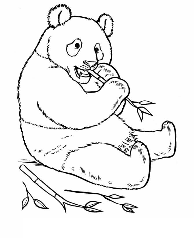 Panda Eating Bamboo Coloring Page