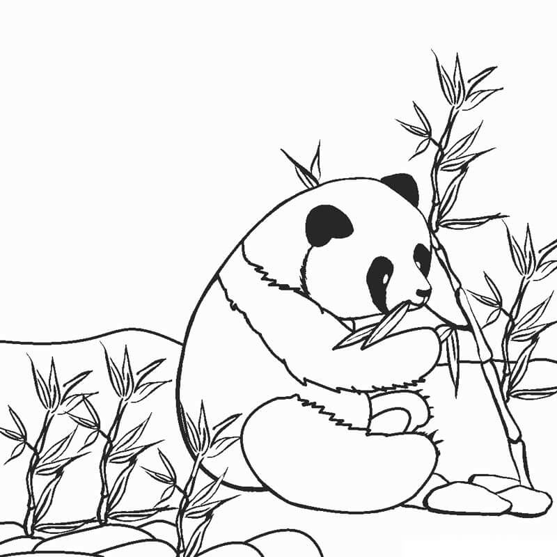 Panda is Eating Bamboo Coloring Page