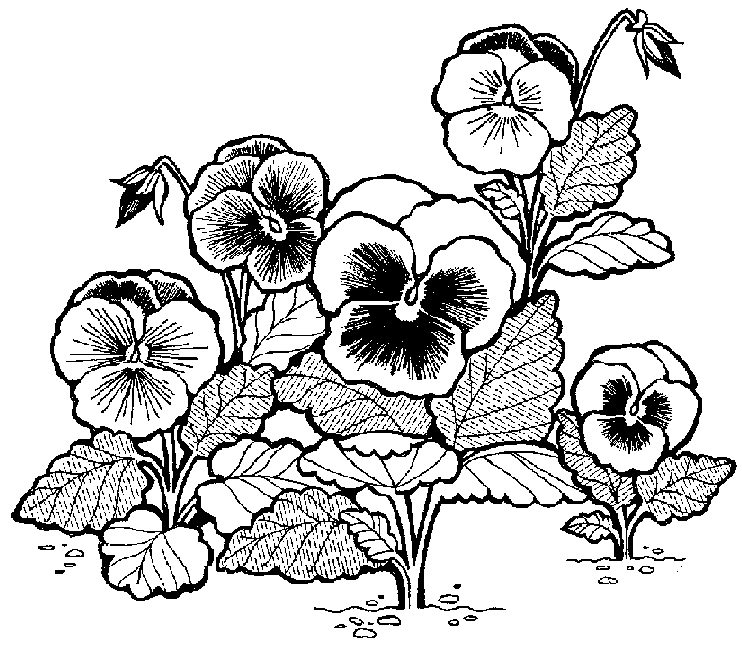 Pansies Flowers