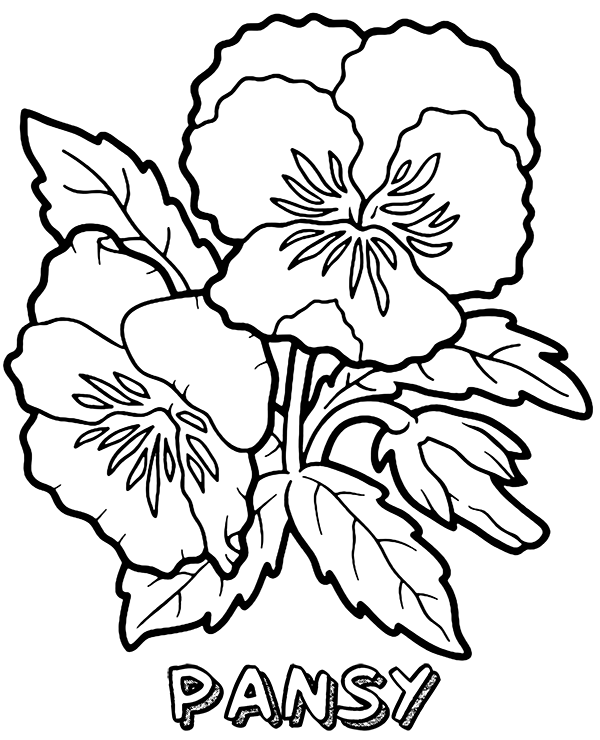 Pansys Coloring Page