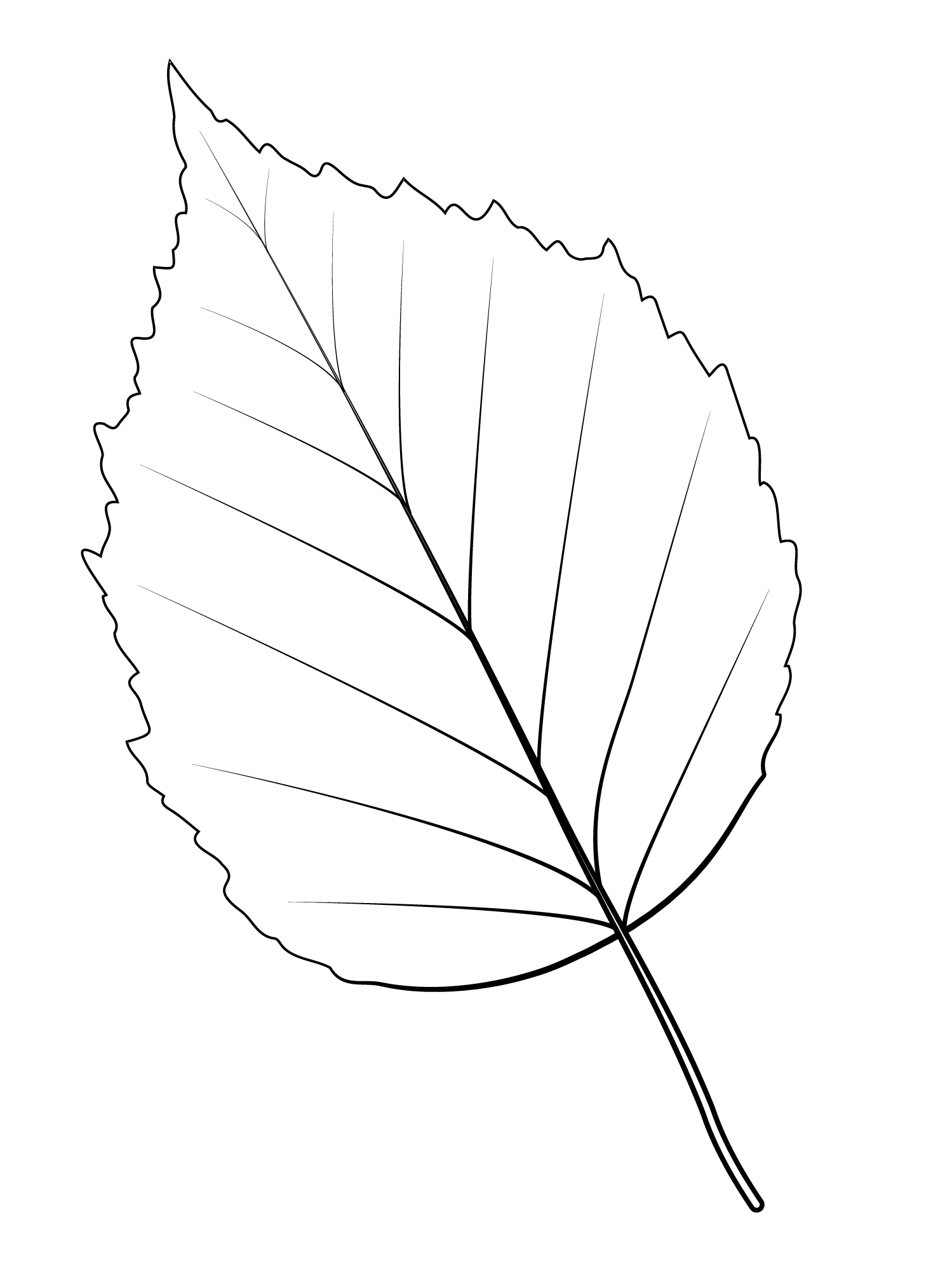 Paper Birch Leaf