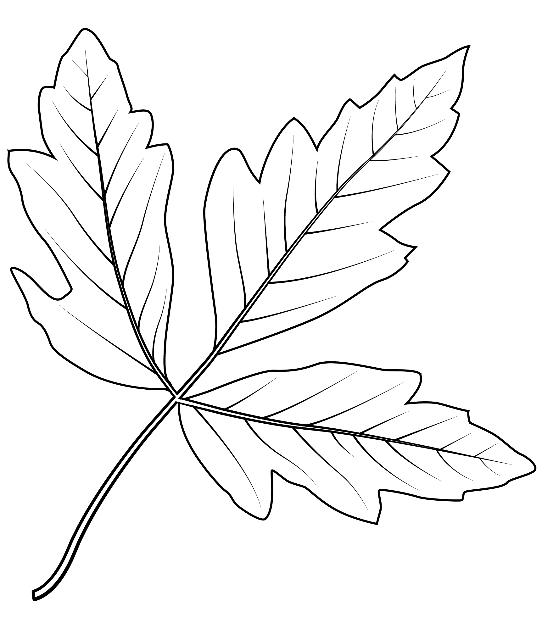 Paperbark Maple Leaf