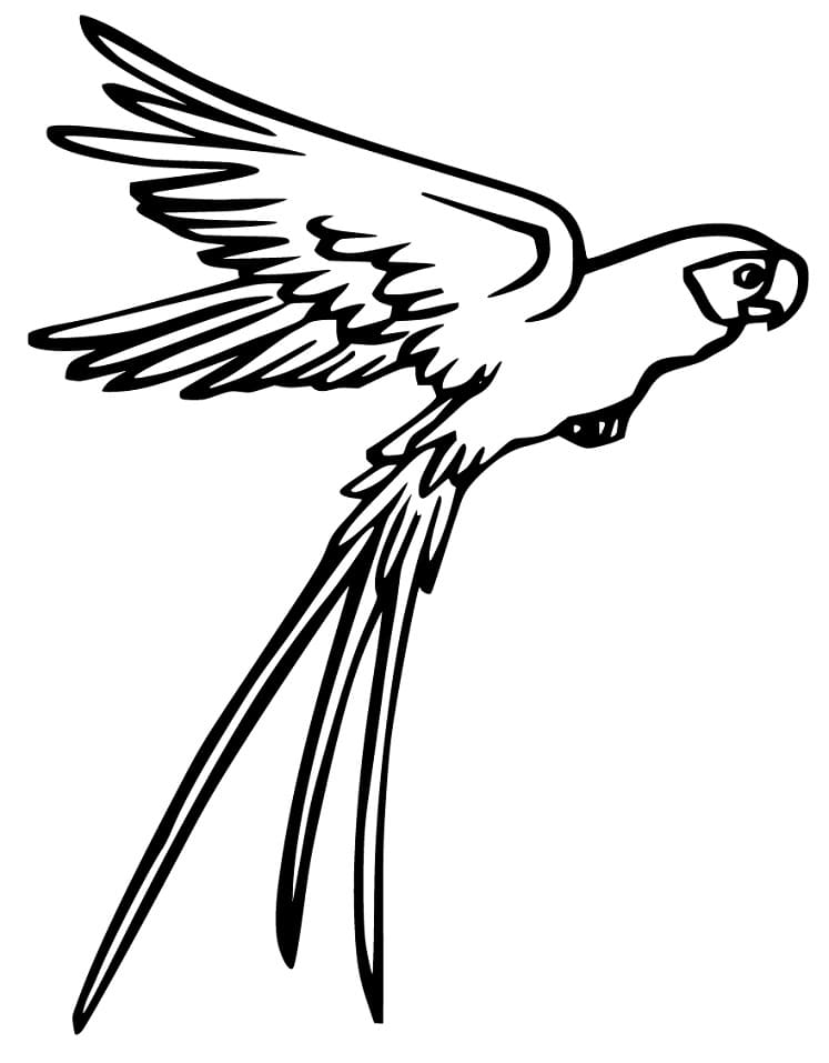 Parakeet Flying