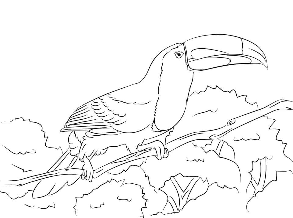 Perched Keel Billed Toucan Coloring Page