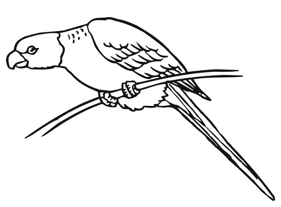 Perched Parakeet