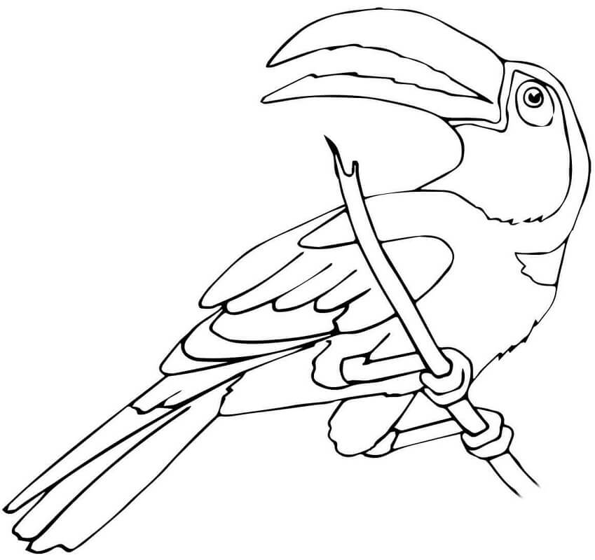 Perched Toucan Coloring Page