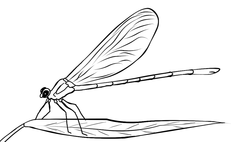 Pic Dragonfly S Of Animalscb77 Coloring Page