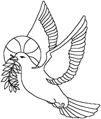 Pigeon 16