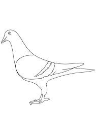 Pigeon 4