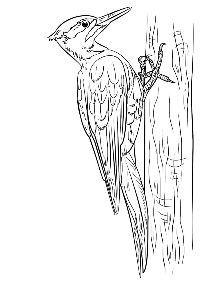 Pileated Woodpecker 1