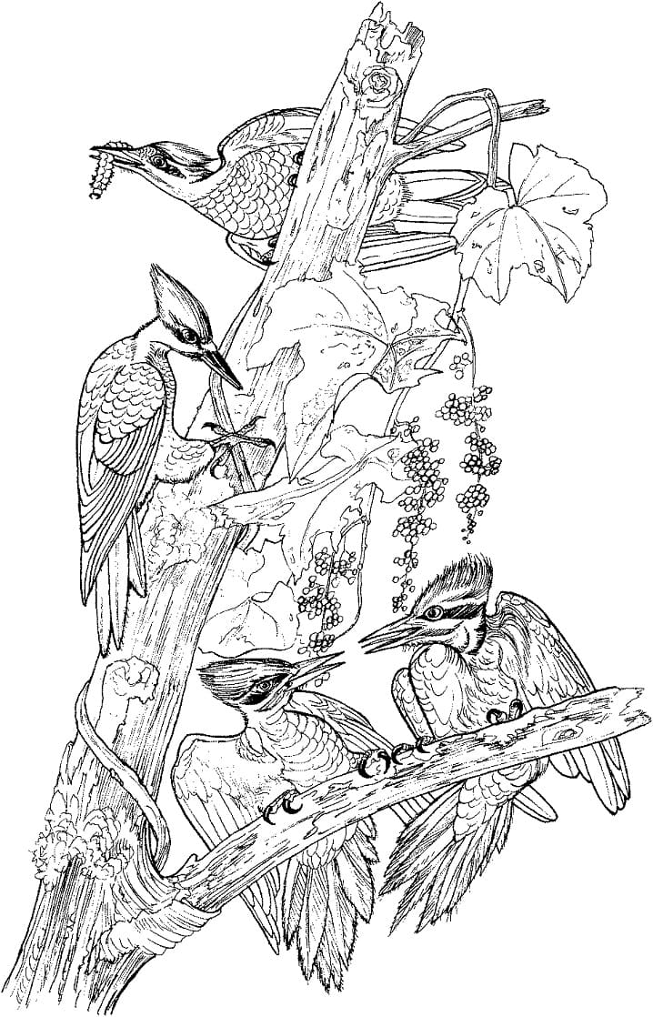 Pileated Woodpeckers Coloring Page