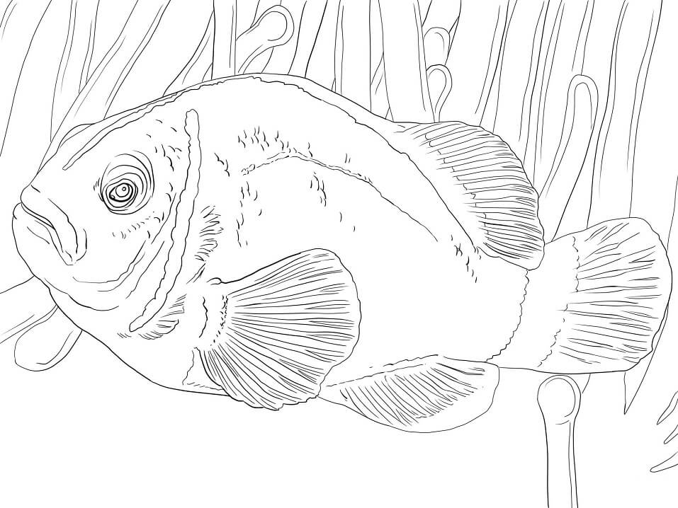 Pink Skunk Clownfish Coloring Page