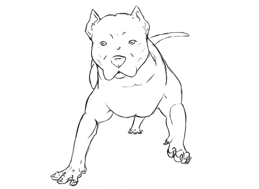 Pitbull Dog 1 Coloring Page