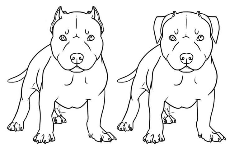 Pitbull Dogs Coloring Page