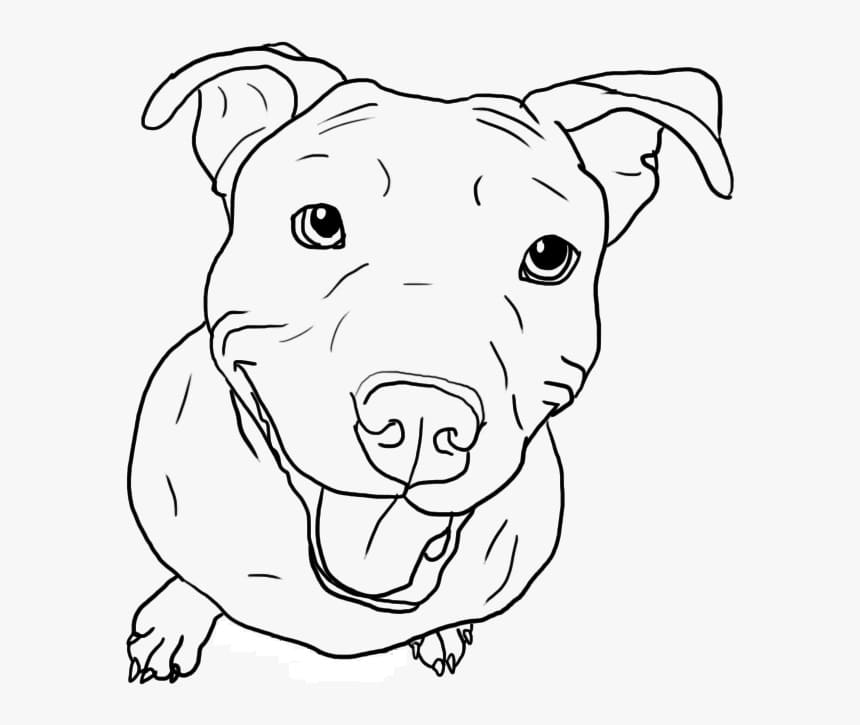 Pitbull is Cute Coloring Page