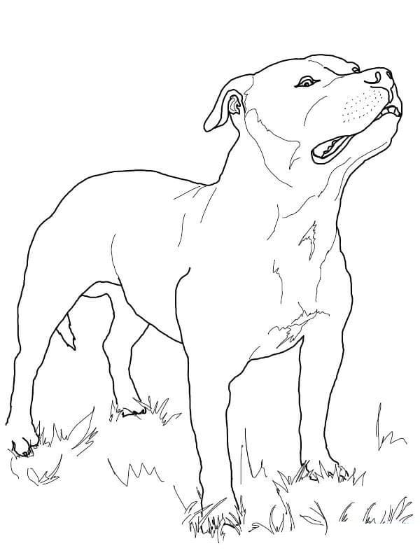 Pitbull on Grass Coloring Page