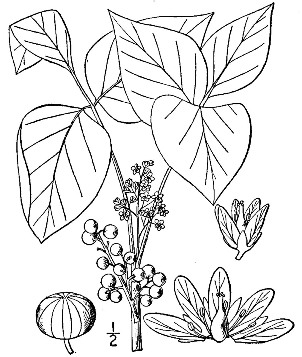 Plant Leaves And Berries
