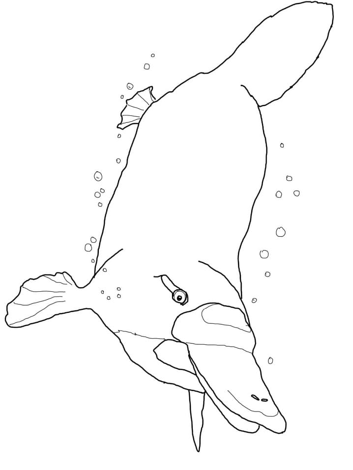 Platypus Under Water