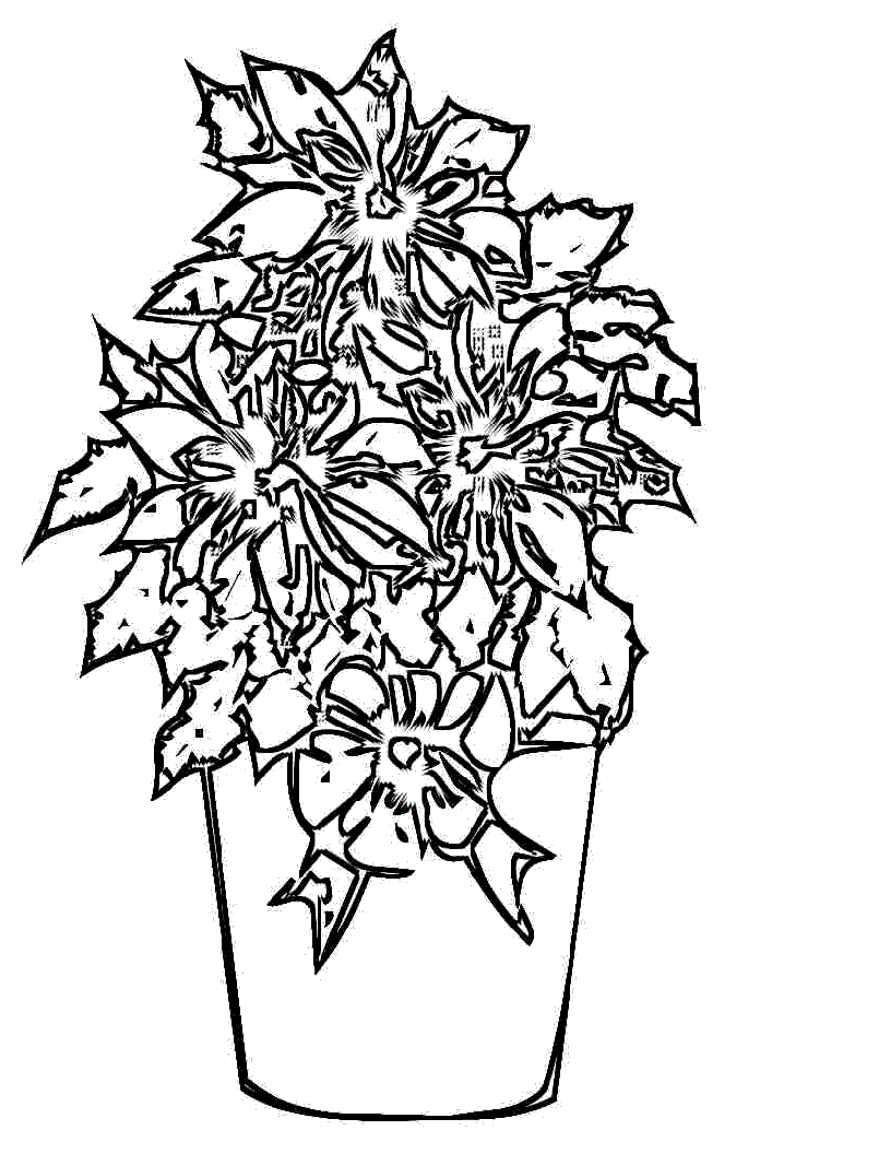 Poinsettia Pictures