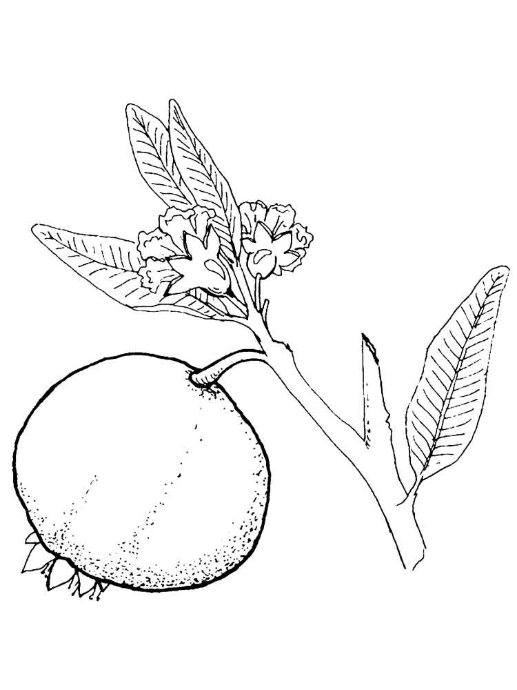 Pomegranate Fruitcoloring Page