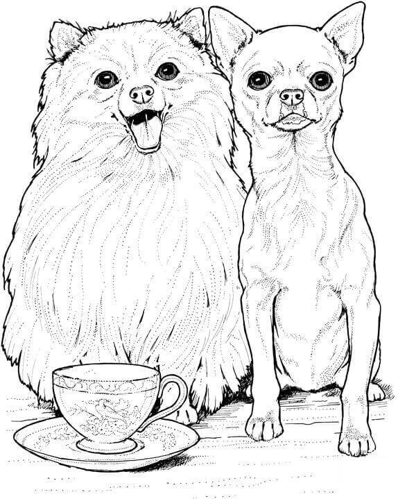 Pomeranian and Chihuahua Coloring Page