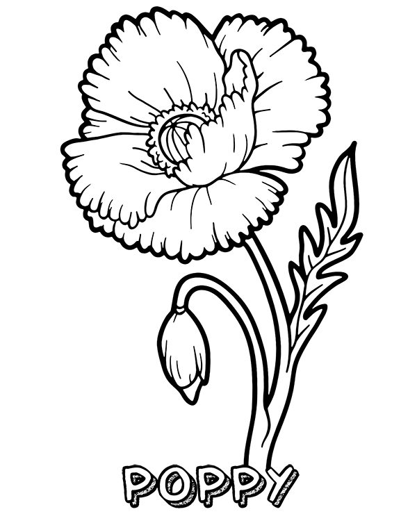 Poppy Flower Coloring Page