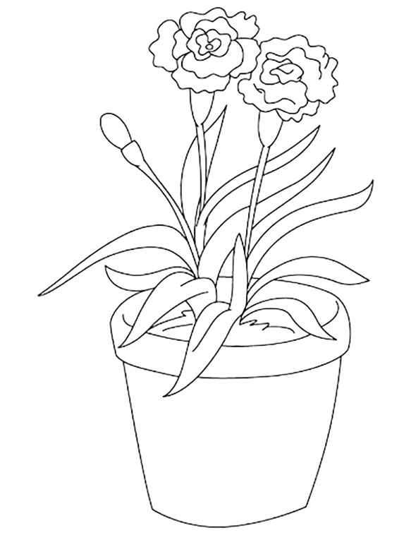 Potted Carnation