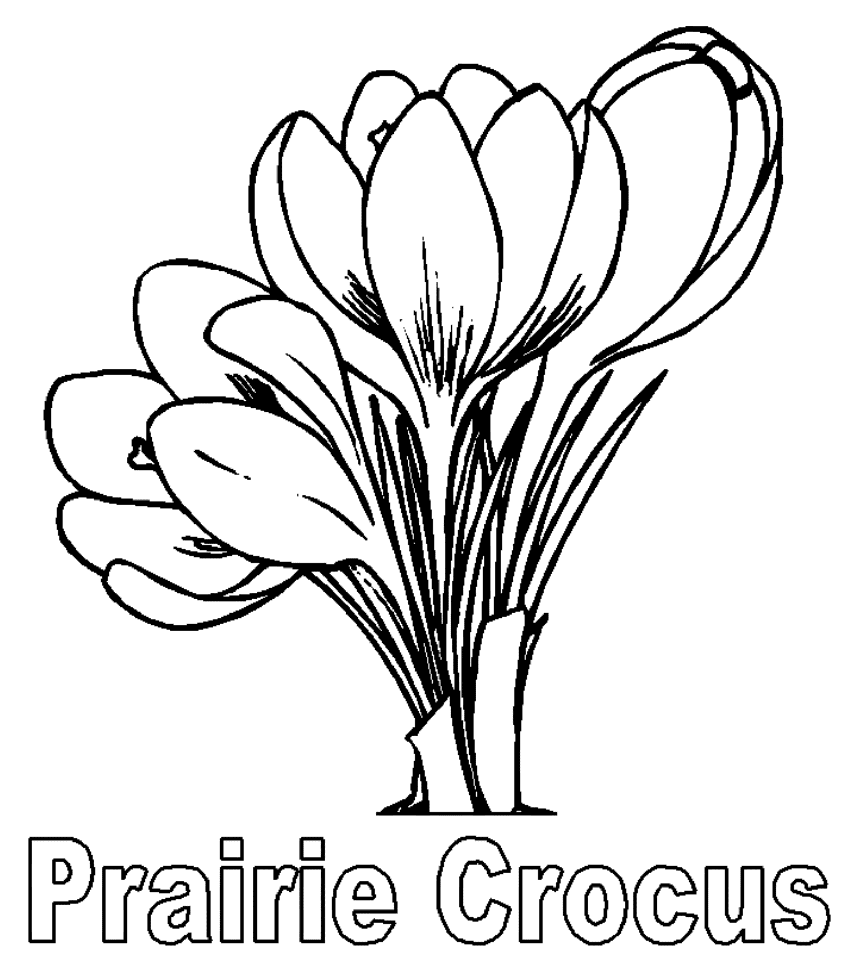 Prairie Crocus Flower Coloring Page