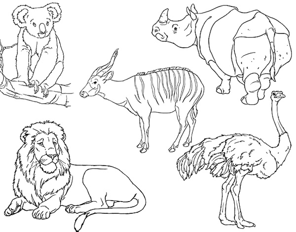 Preschool S Zoo Animalsd60f Coloring Page