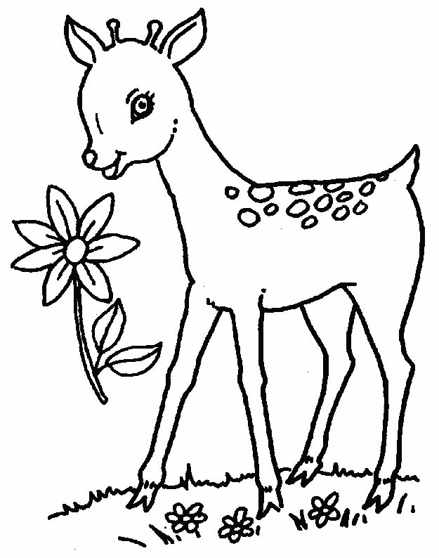 Pretty Deer Coloring Page