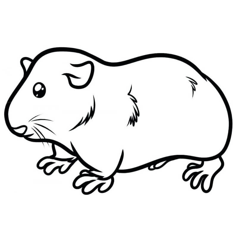 Pretty Guinea Pig Coloring Page