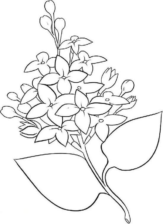 Pretty Lilac Flower Coloring Page